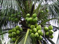 Kalpa Haritha